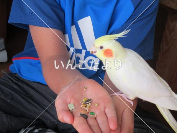 迷い鳥の写真