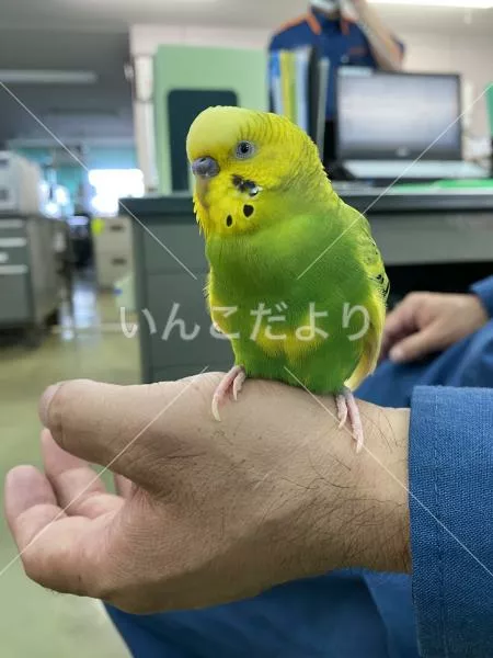 保護鳥の写真