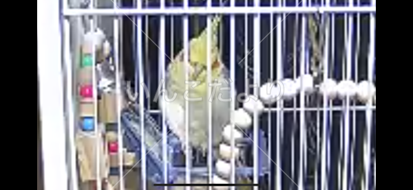迷い鳥の写真