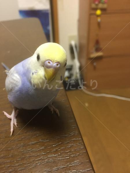 迷い鳥の写真