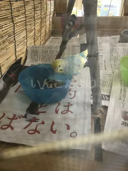 保護鳥の写真