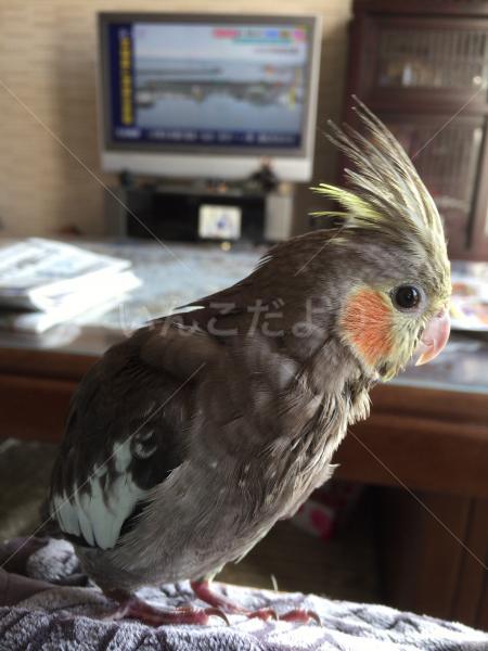 迷い鳥の写真