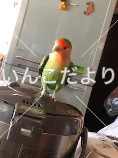 迷い鳥の写真