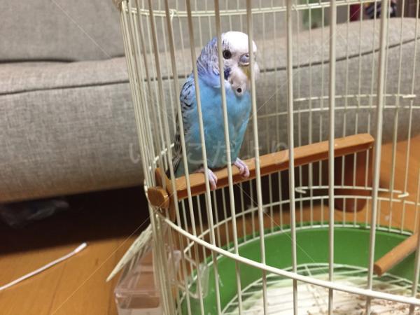 保護鳥の写真