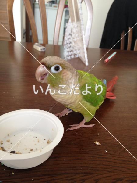 迷い鳥の写真