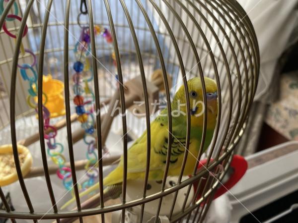 迷い鳥の写真