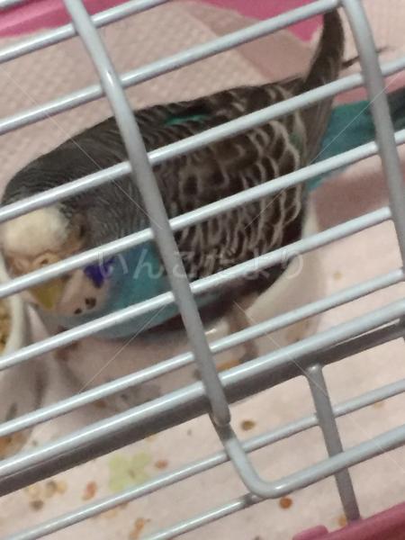 保護鳥の写真