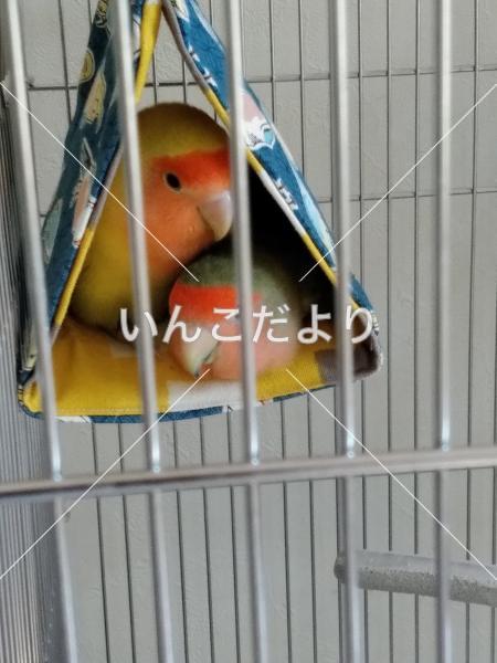 迷い鳥の写真