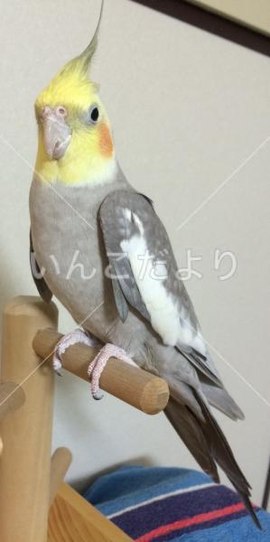 迷い鳥の写真