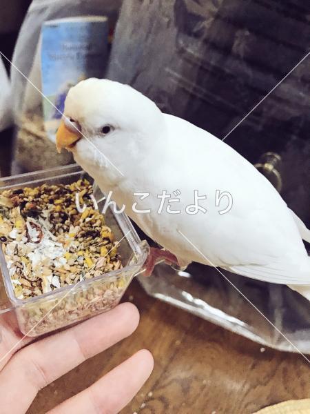 迷い鳥の写真
