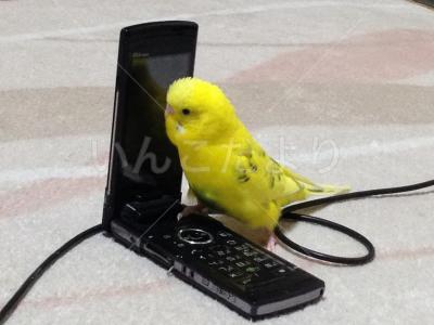 迷い鳥の写真