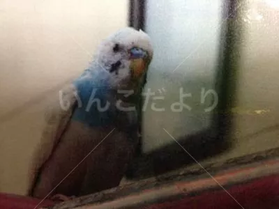 保護鳥の写真