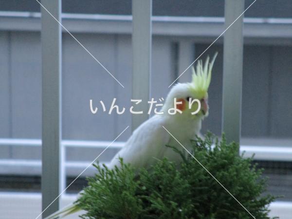 保護鳥の写真
