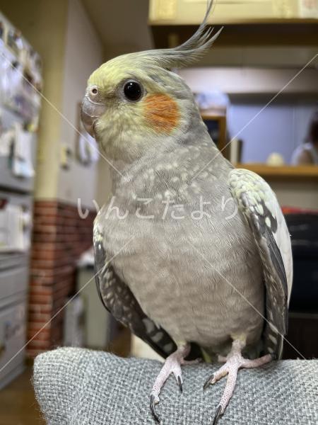 迷い鳥の写真