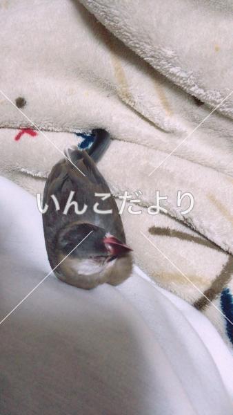 迷い鳥の写真