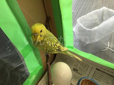 保護鳥の写真