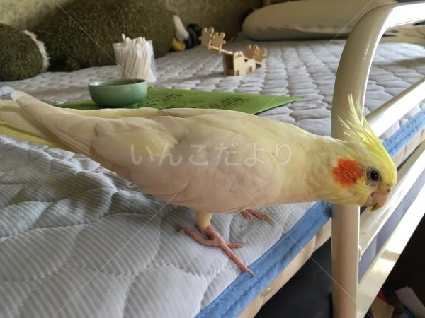 保護鳥の写真