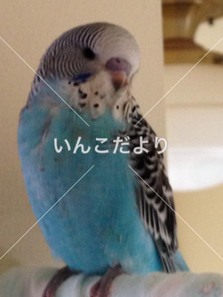 迷い鳥の写真