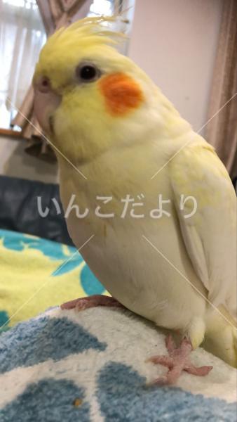 迷い鳥の写真