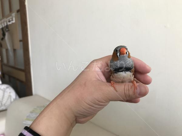 迷い鳥の写真