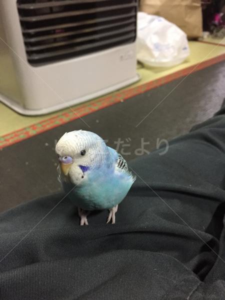 迷い鳥の写真