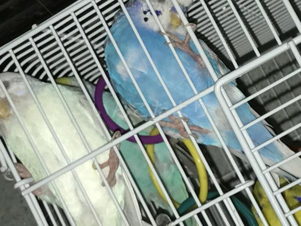 迷い鳥の写真