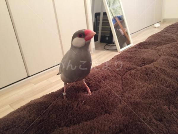 迷い鳥の写真