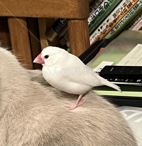 迷い鳥の写真