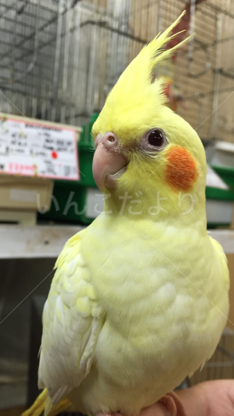 迷い鳥の写真