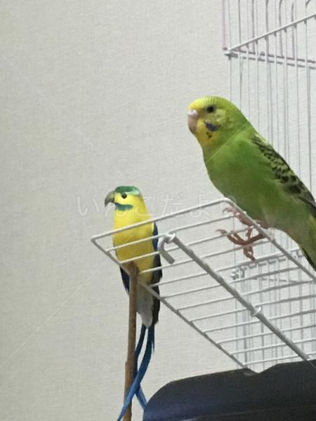 迷い鳥の写真
