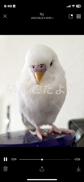 迷い鳥の写真
