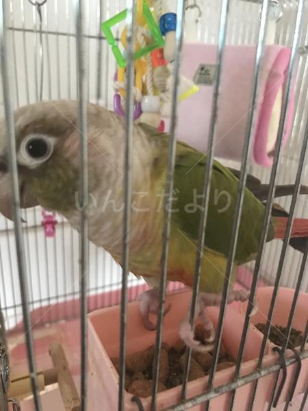 迷い鳥の写真