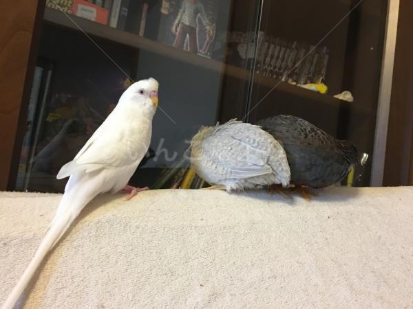 迷い鳥の写真