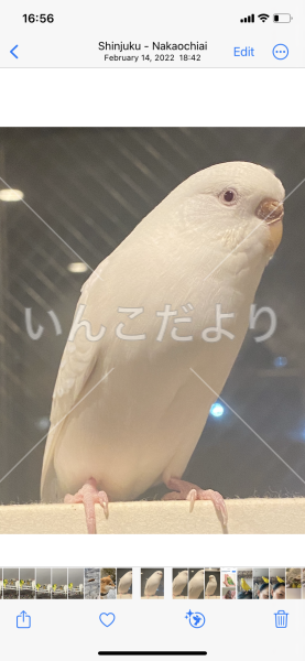 迷い鳥の写真