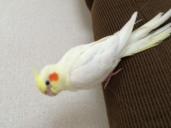 迷い鳥の写真