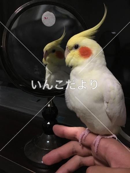 迷い鳥の写真