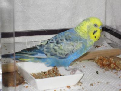 保護鳥の写真