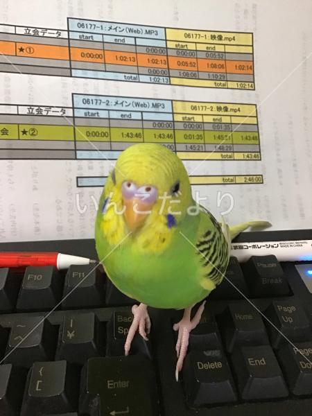 迷い鳥の写真
