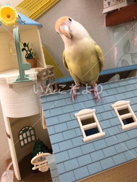 迷い鳥の写真