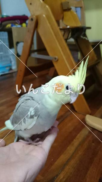 迷い鳥の写真