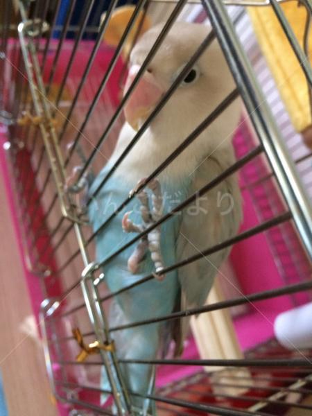 保護鳥の写真