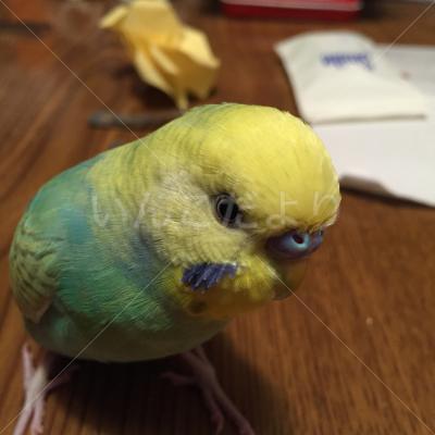 迷い鳥の写真