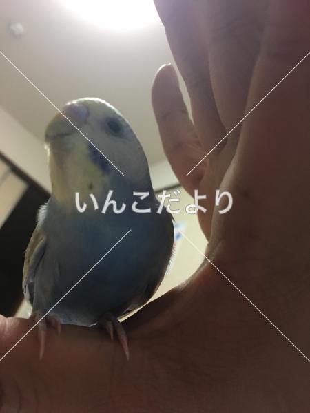 迷い鳥の写真