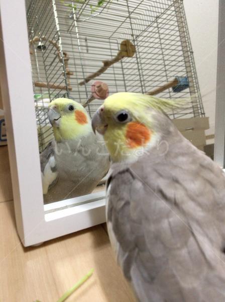 迷い鳥の写真
