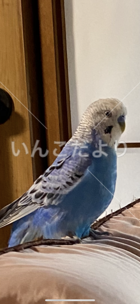 迷い鳥の写真