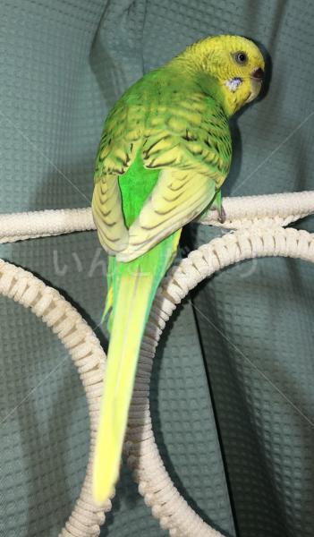 保護鳥の写真