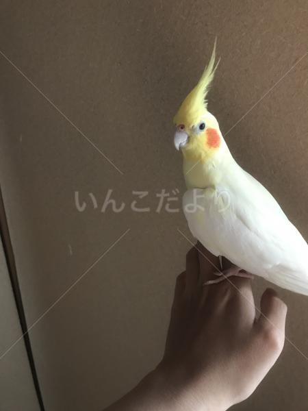 保護鳥の写真