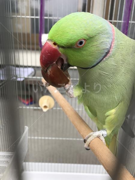 迷い鳥の写真