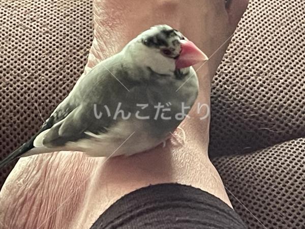 迷い鳥の写真