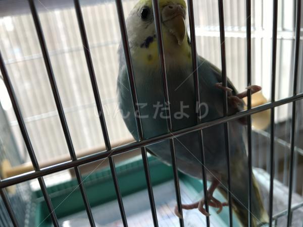 保護鳥の写真